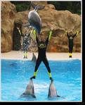 W delfinarium