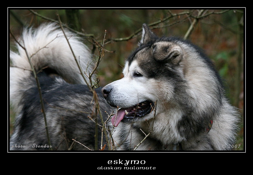 Alaskan Malamute