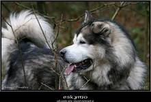 Alaskan Malamute