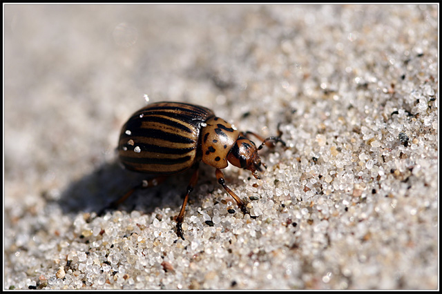 Alone in the sand