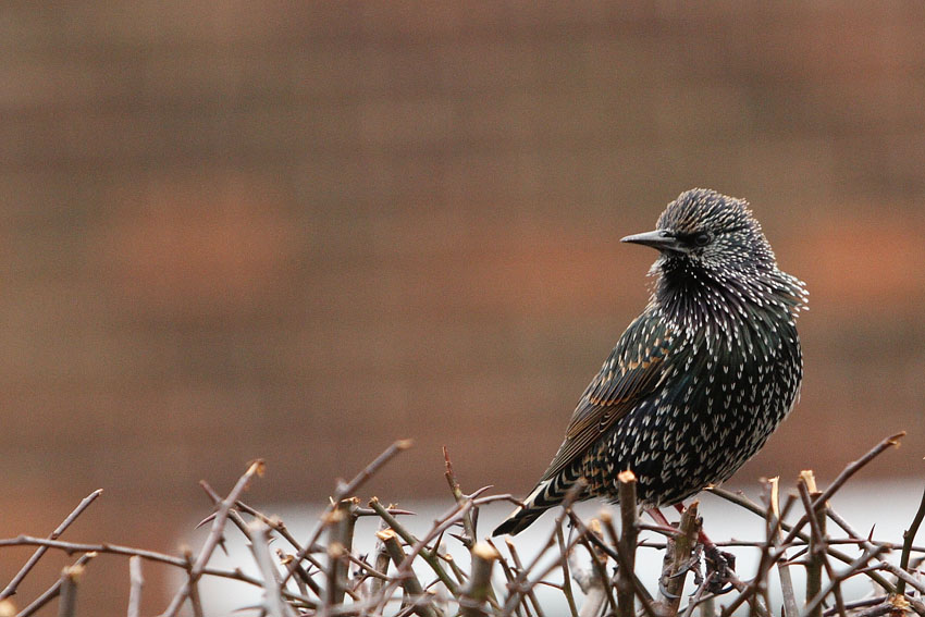 Szpak (Sturnus vulgaris)