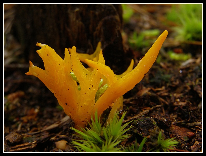 Gałęziak strojny (Ramaria formosa)