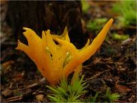 Gałęziak strojny (Ramaria formosa)