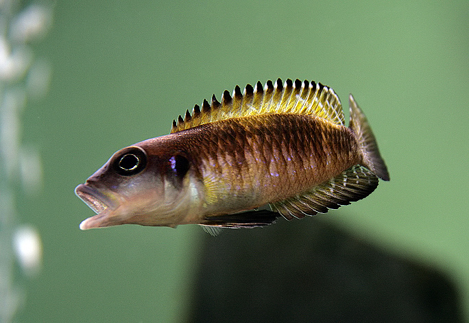 Neolamprologus speciosus