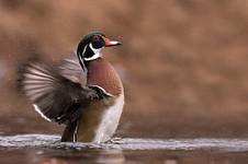 Karolinka - wood duck