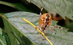 Krzyżak ogrodowy (Araneus diadematus)