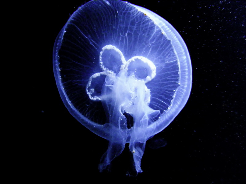 Meduza