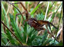 Dolomedes fimbriatus