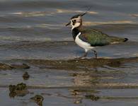 Northern Lapwing