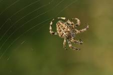 Krzyżakowate (Araneidae)