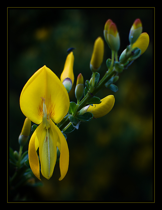 Sarothamnus scoparius