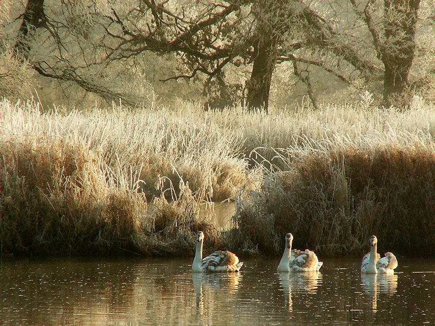 Jezioro łabędzie