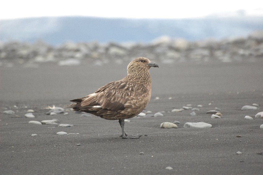 skua