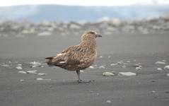 skua