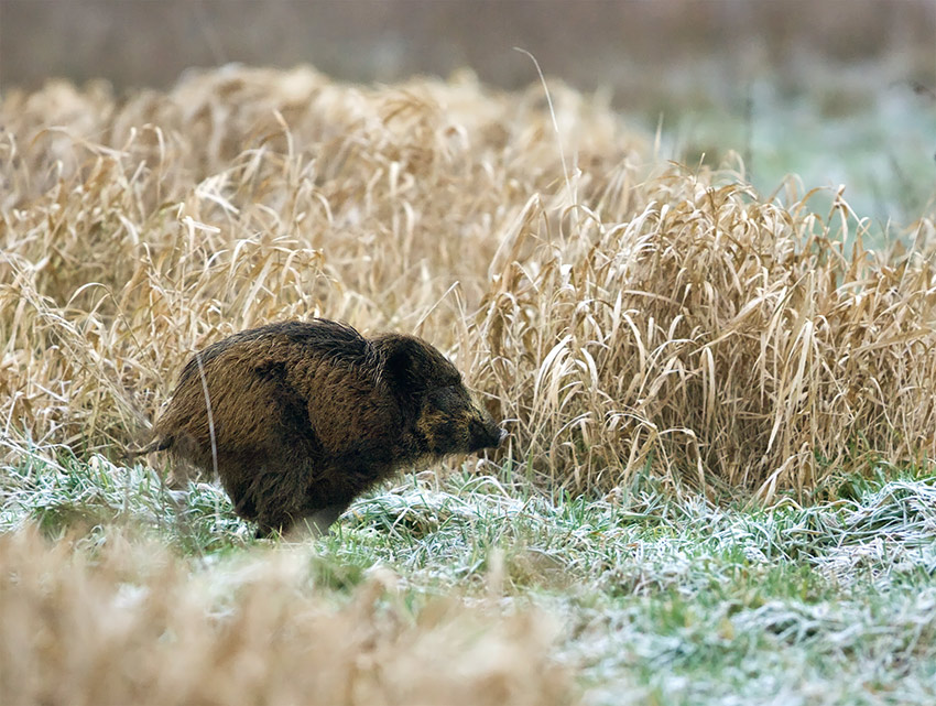 Speedy gonzales..........