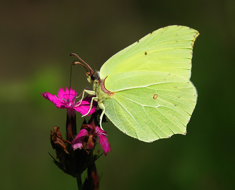 Latolistek cytrynek (Gonepteryx rhamni)