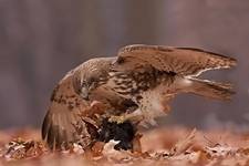 Myszak -- Red tailed hawk