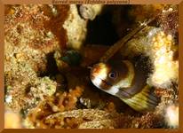 Barred moray (Echidna polyzona)