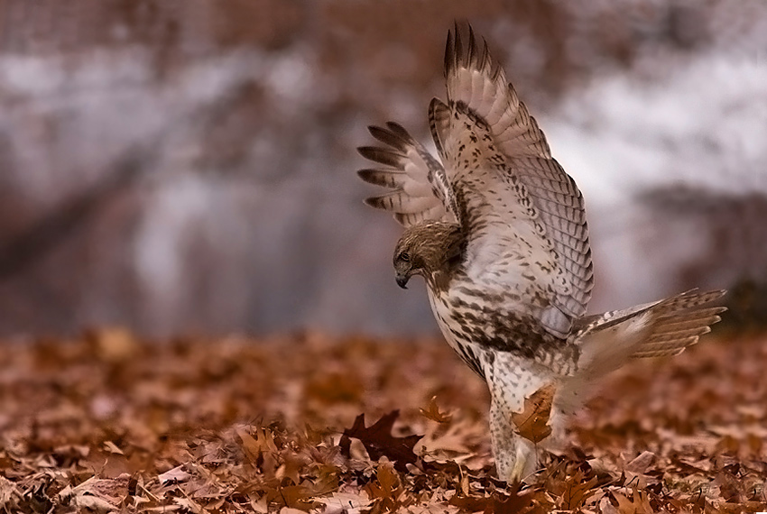 Myszak -- Red tailed hawk