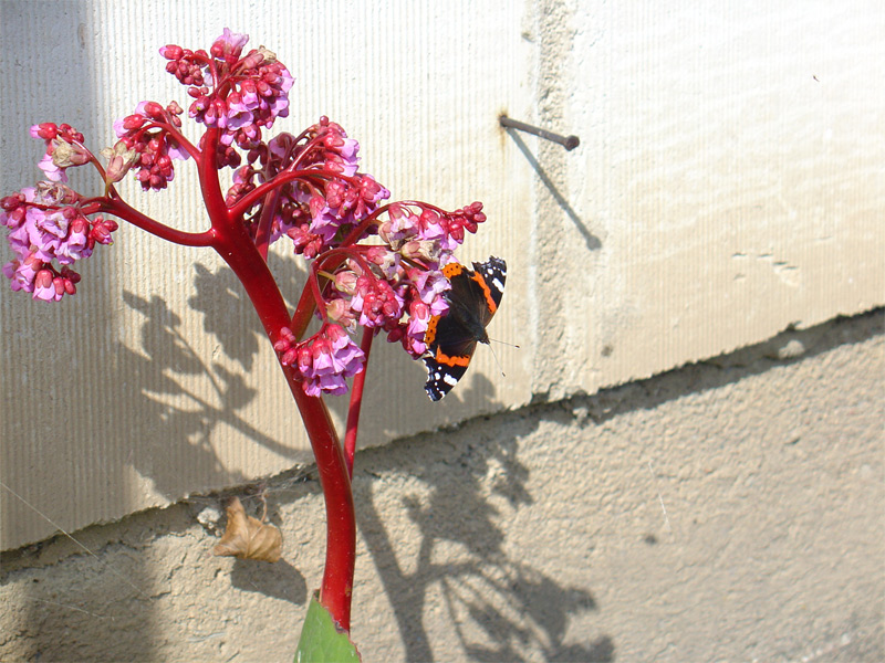 motyl