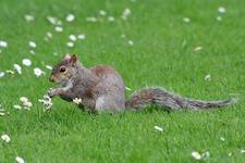 Wiewiórka szara (Sciurus carolinensis)