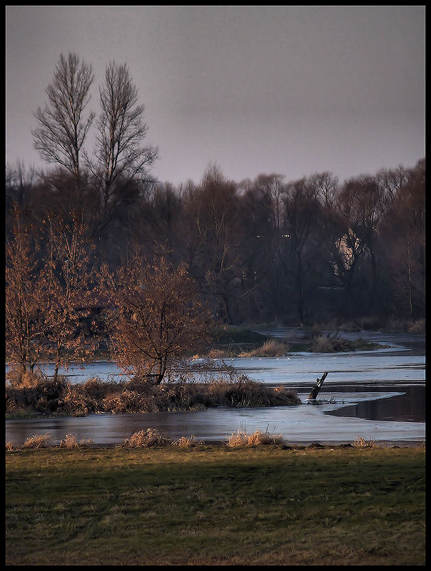 Narew