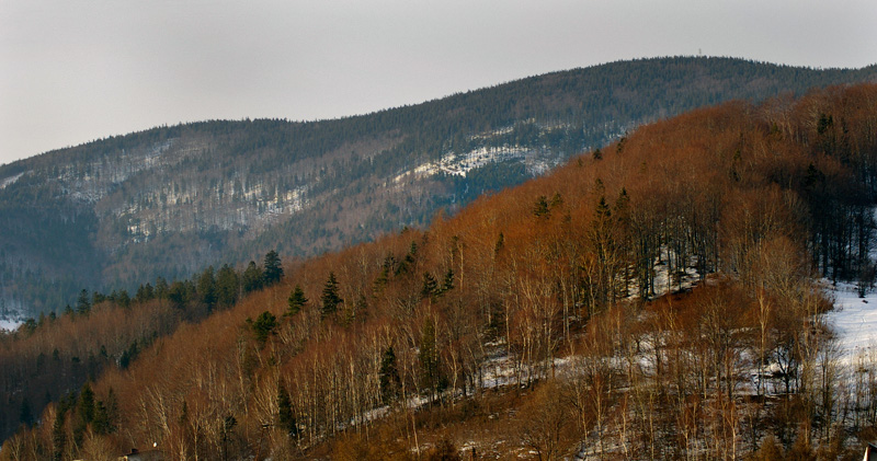 Szczyrk Panorama Drzew