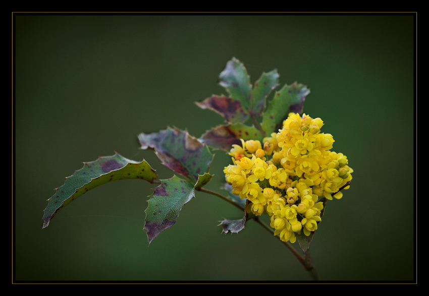 Mahonia aquifolium