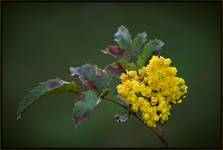 Mahonia aquifolium