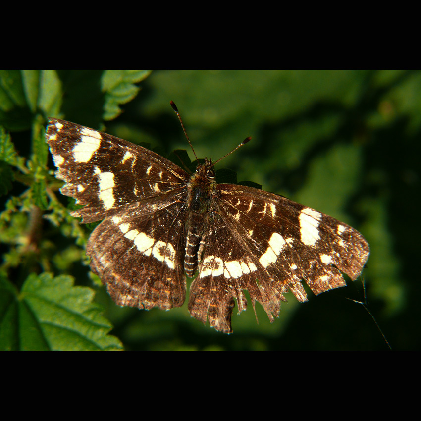 motyl