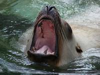 Sea Lion, Vancouver Aquarium