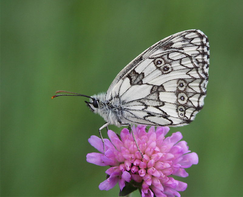 Polowiec szachownica (Melanargia galathea)