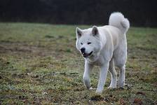 akita