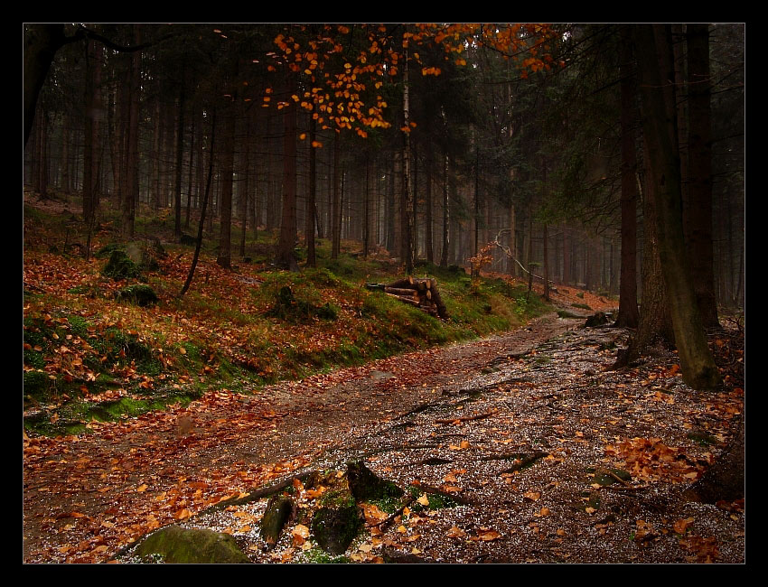 Karkonoskie lasy - początek zimy... cz.3