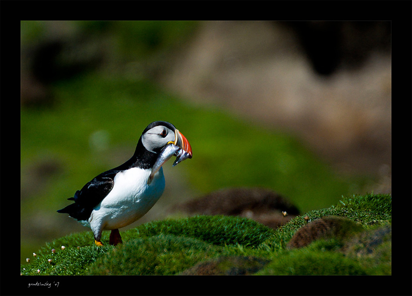 Puffin