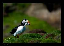 Puffin