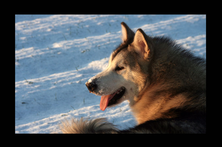 Alaskan Malamute!