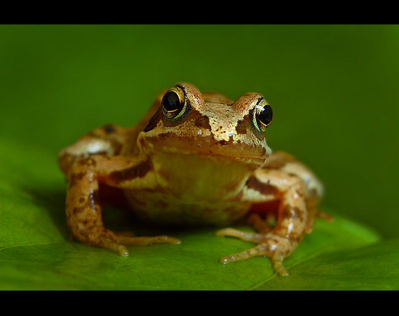 Common frog