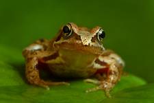 Common frog