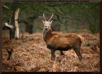 Jeleń szlachetny (Cervus elaphus), Richmond Park, Londyn