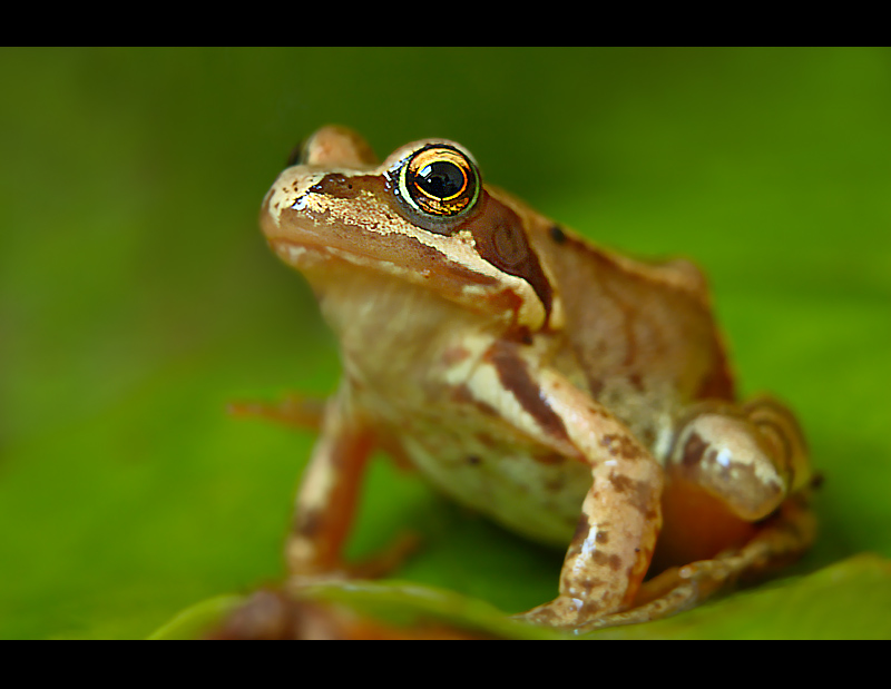 Common Frog