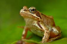 Common Frog