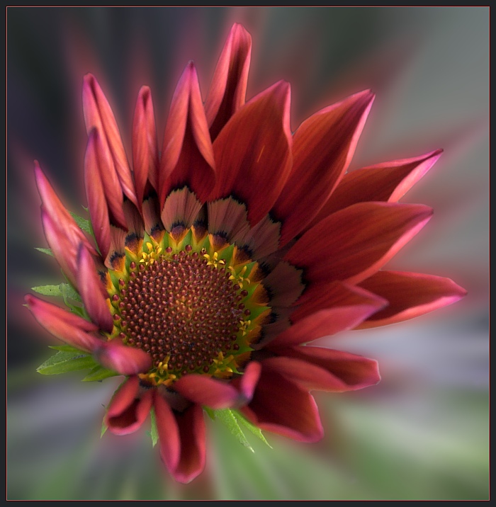 Gazania #2