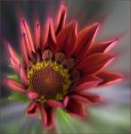 Gazania #2