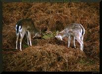 Daniele (Dama dama), Richmond Park, Londyn