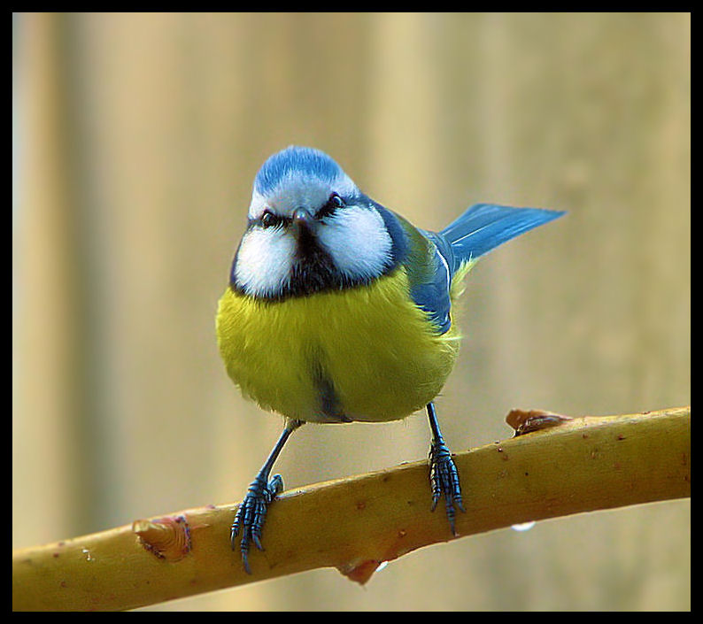 sikora modra (parus caeruleus)