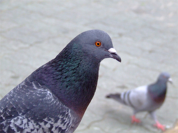 PiGEON