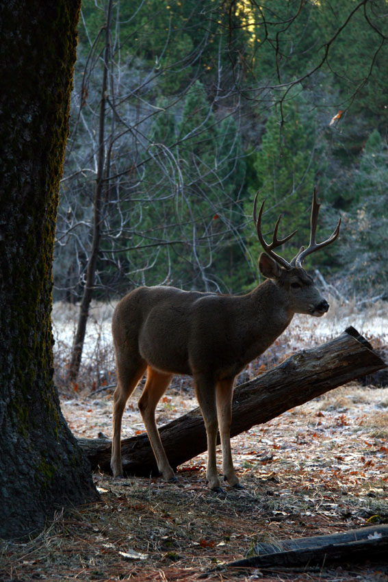 Dolina Yosemite