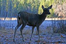 Dolina Yosemite