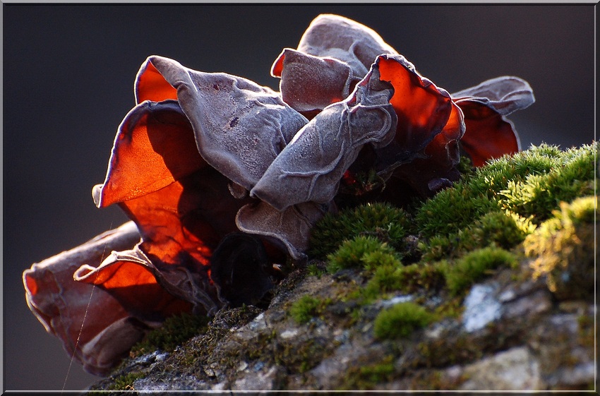 Odrobina ciepła